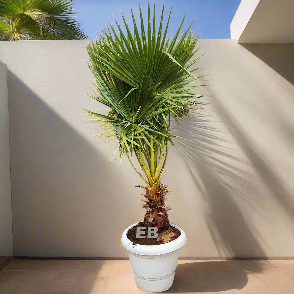 Washingtonia Mexican Palm 140cm - 150cm