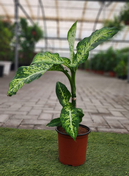 Dieffenbachia