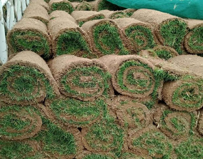 Natural Carpet Grass | Paspalum