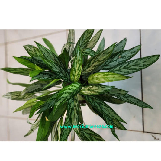 Aglaonema Green White Ceramic Pot