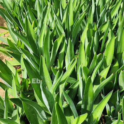 Agave Attenuata 25cm v9