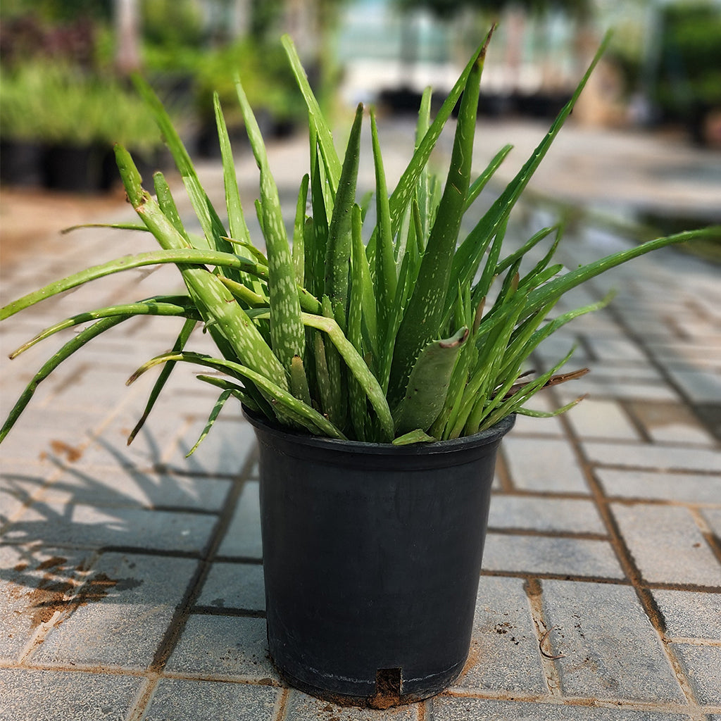 Aloevera Plant 6L