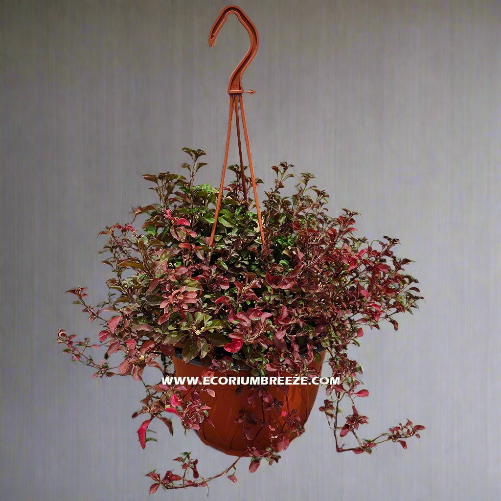 Alternanthera Red Hanging Plant