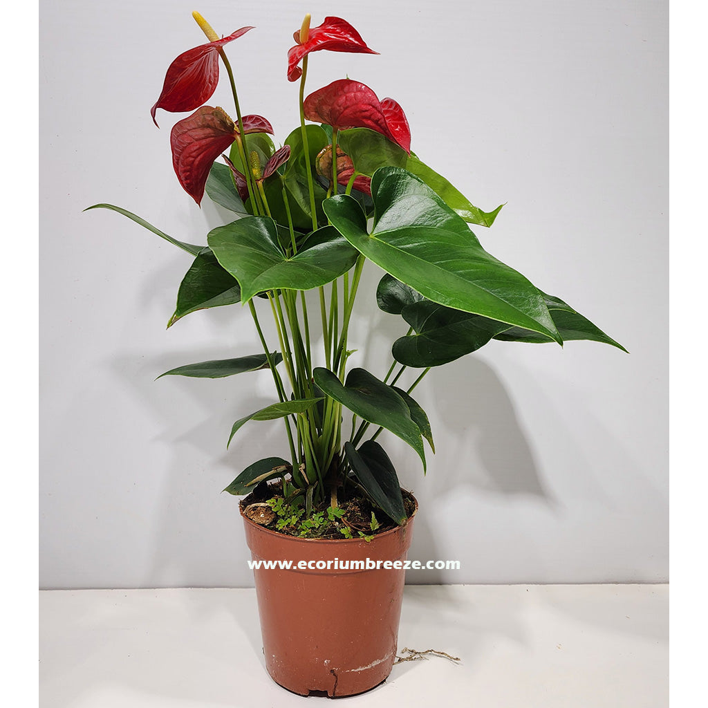 Anthurium Red indoor 35cm
