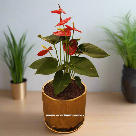 Anthurium Red with golden pot 40cm