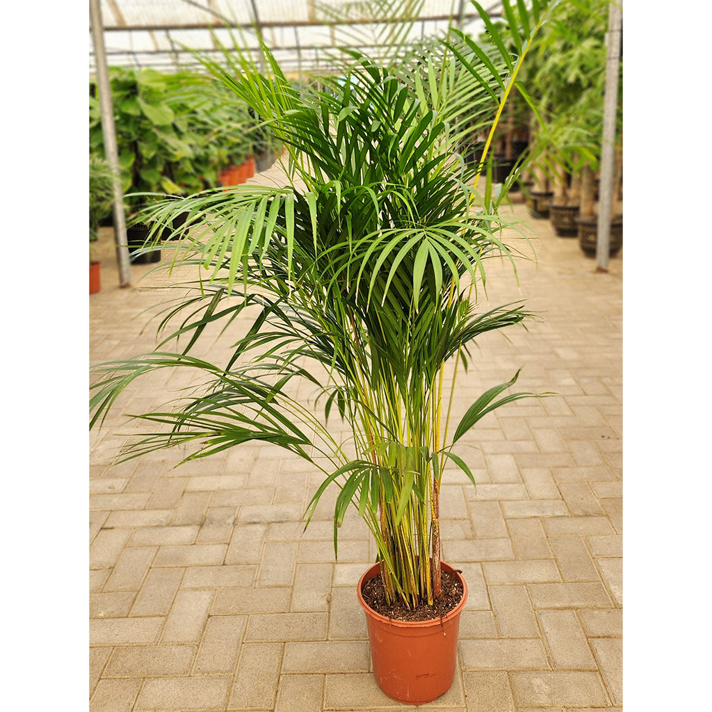 Areca Palm with Ceramic Pot 160cm