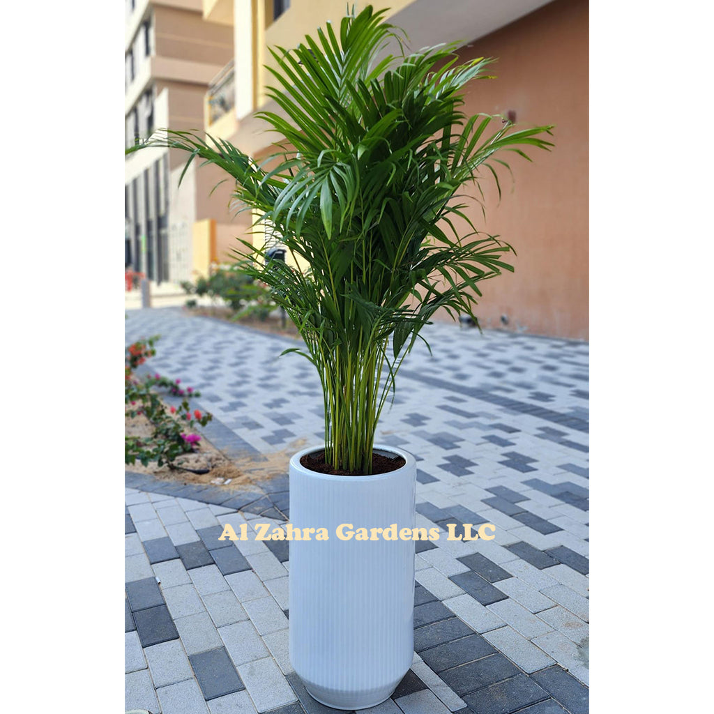 Areca Palm with Ceramic Pot 160cm