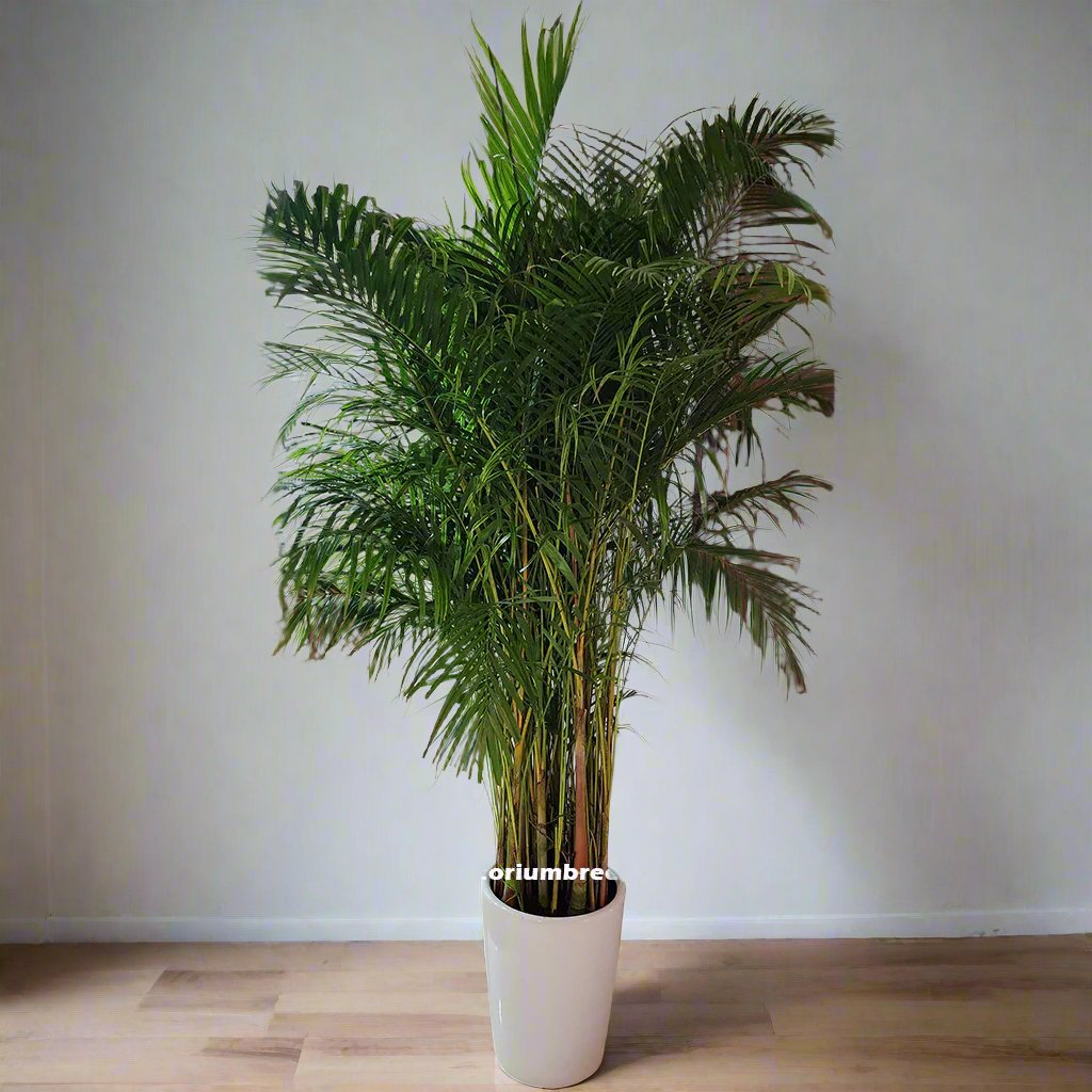 Areca Palm 250cm to 300cm indoor