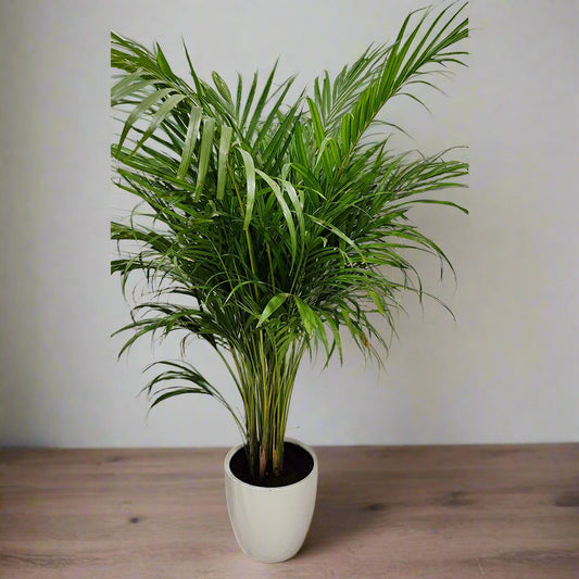 Areca Palm with ceramic pot 140cm height