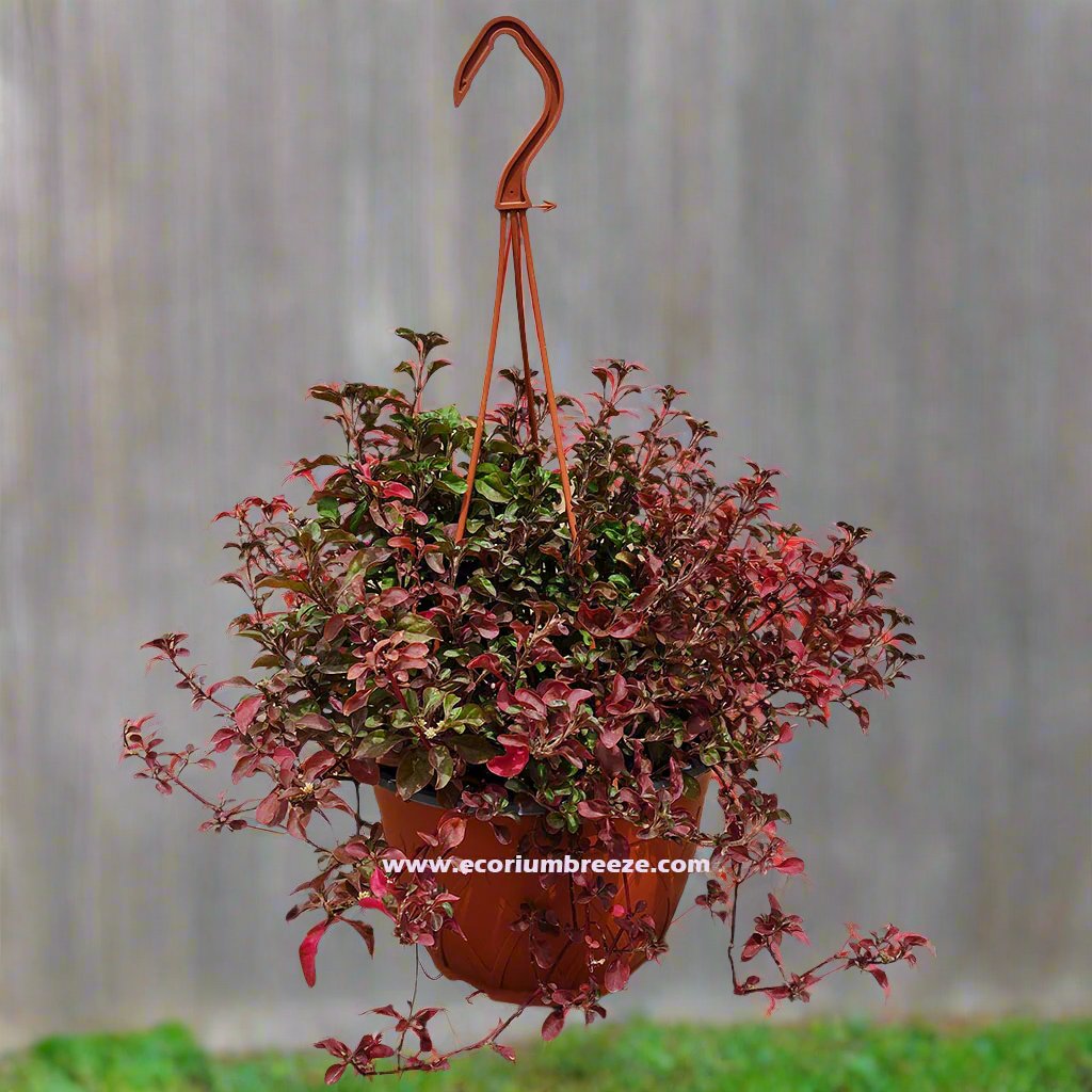 Alternanthera Red Hanging Plant