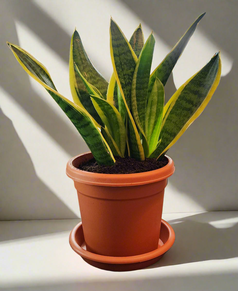 Snake Plant " Sunseveria Plant " 25cm