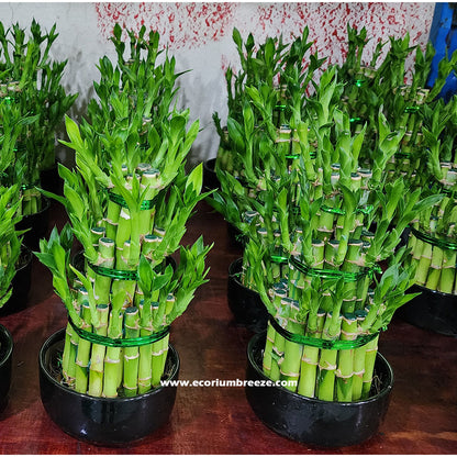 Lucky Bamboo Plant 3 layers Dubai