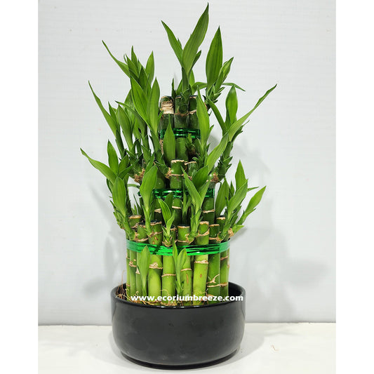 Lucky Bamboo Plant 3 layers Dubai