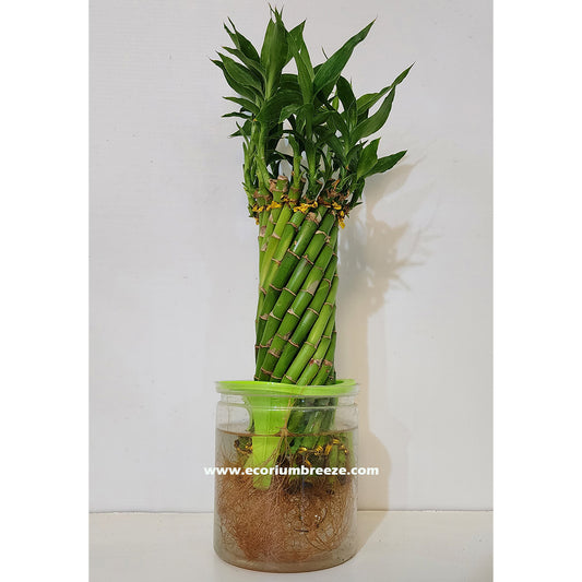 Lucky Bamboo Spiral Hydro 30cm - 40cm