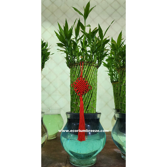 Lucky Bamboo Plant Spiral 80cm Dubai