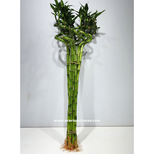 Lucky Bamboo Stick indoor 60cm