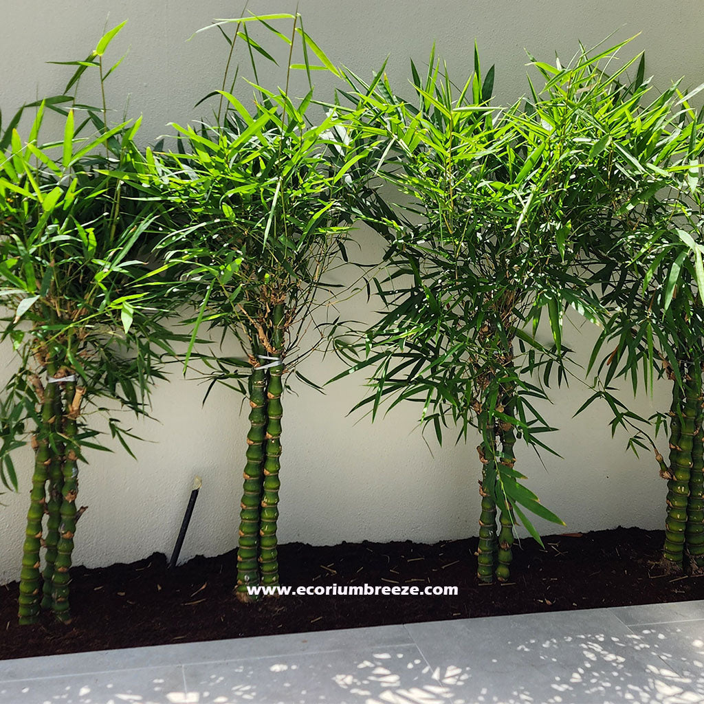 Bambusa Vulgaris - Common Bamboo Plant 130cm