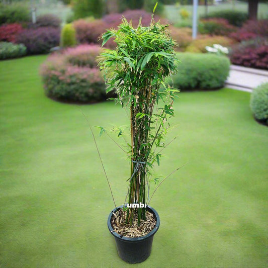 Bambusa green or Tropical Bamboo plant 150cm - 170cm