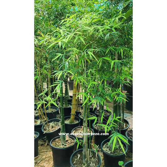 Bambusa Green | Bamboo Tree 180cm - 190cm