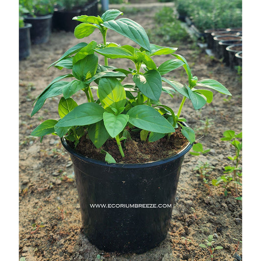 Ocimum Sweet Basil Herb