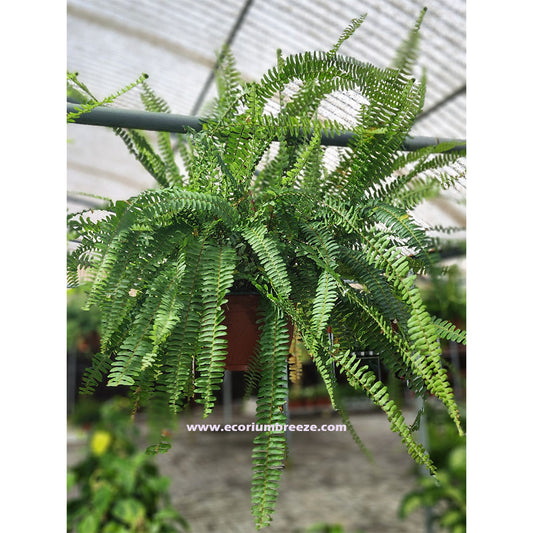 Nephrolepis Exaltata " Boston Fern " hanging Birds Nest Fern