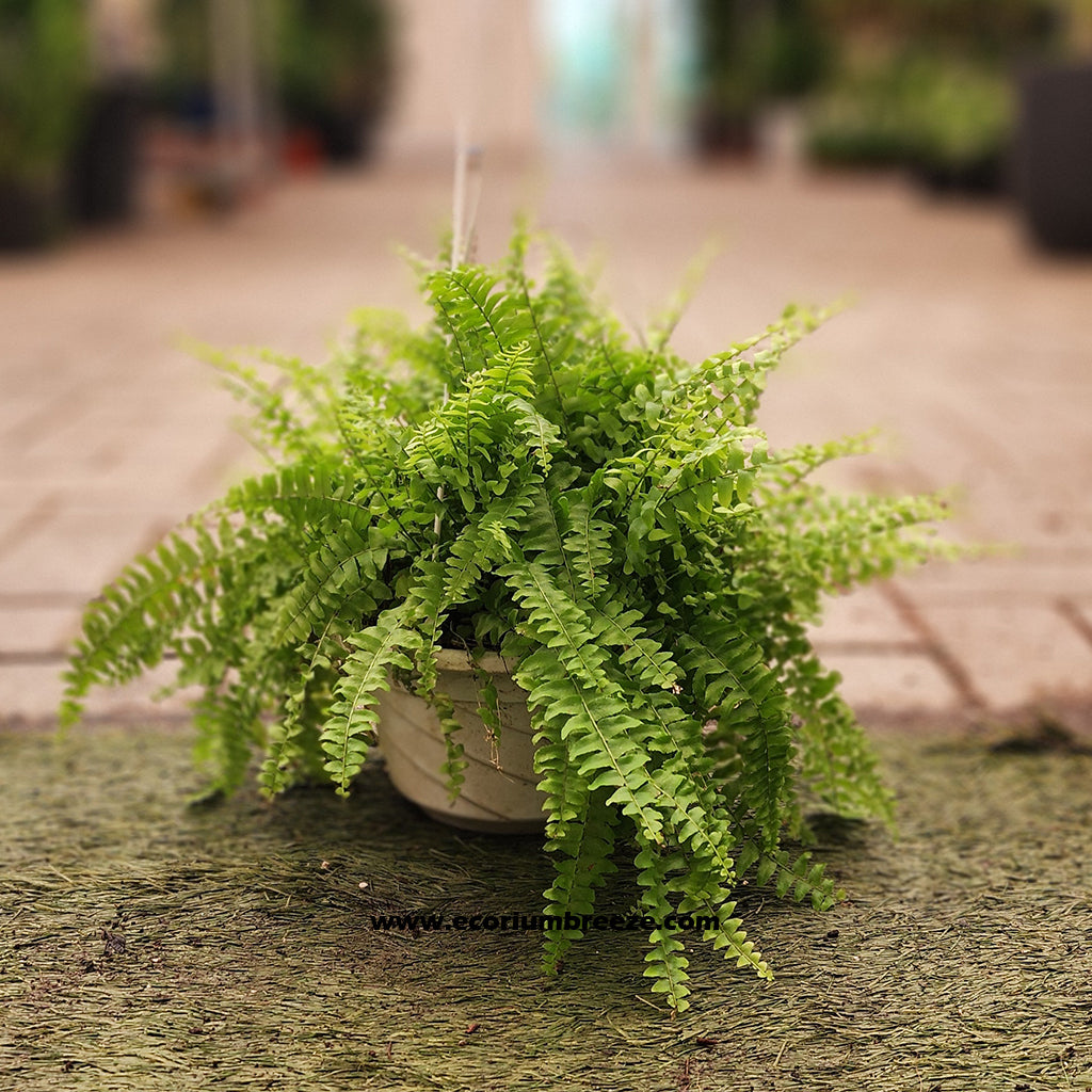 Boston Fern " Nephrolepis Exaltata " 