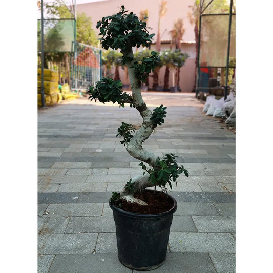 S Shape Bonsai 160cm