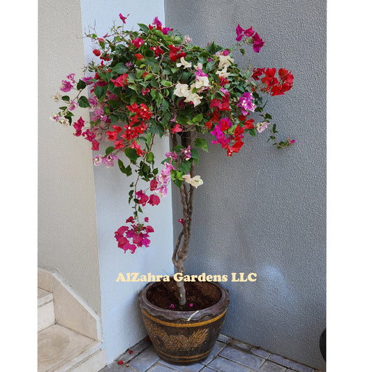 Bougainvillea single Head Grafted 150cm