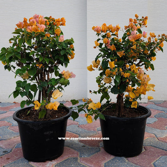 Bougainvellea Thai Yellow Flower 40cm