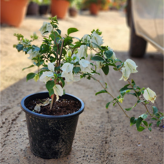 Bougainvillea White 40cm