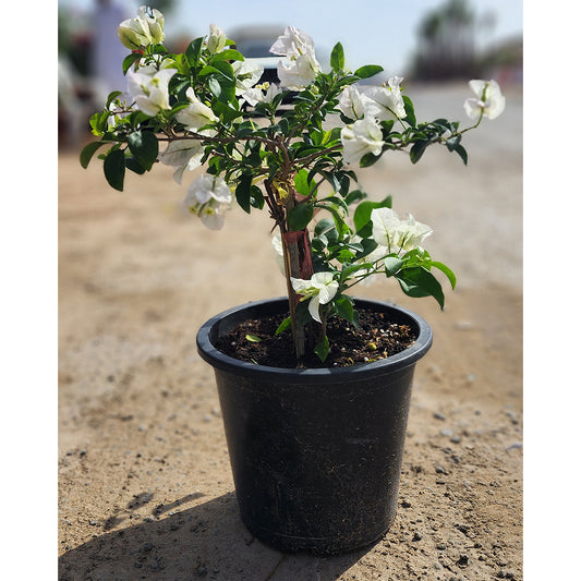 Bougainvillea white thai plant