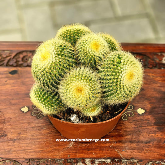 Cactus Multiheads