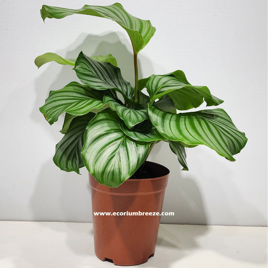 Calathea Orbifolia 40cm - 50cm Dubai