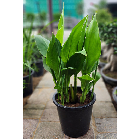 Cana Indica Green 40cm