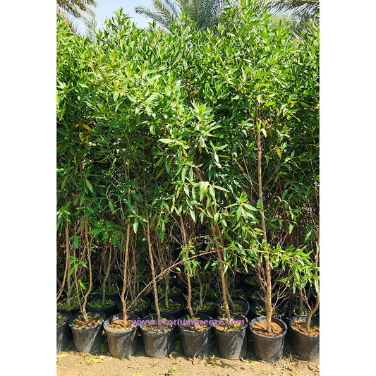 Conocarpus Erectus " Damas Tree 230cm to 250cm