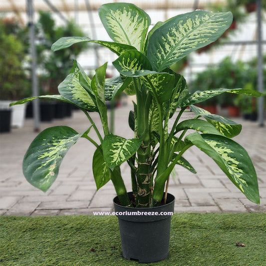 Dieffenbachia Seguine 80cm - 90cm