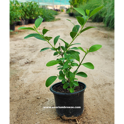 Dumdum - Clerodendrum inerme 20cm