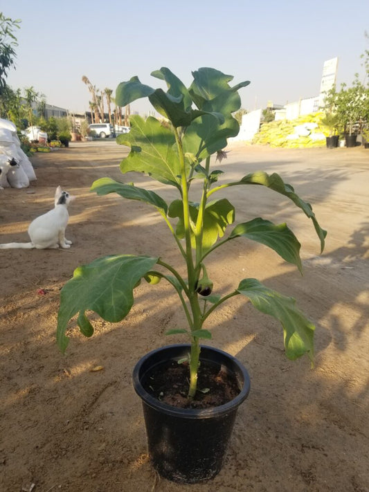 Eggplant Vegetable