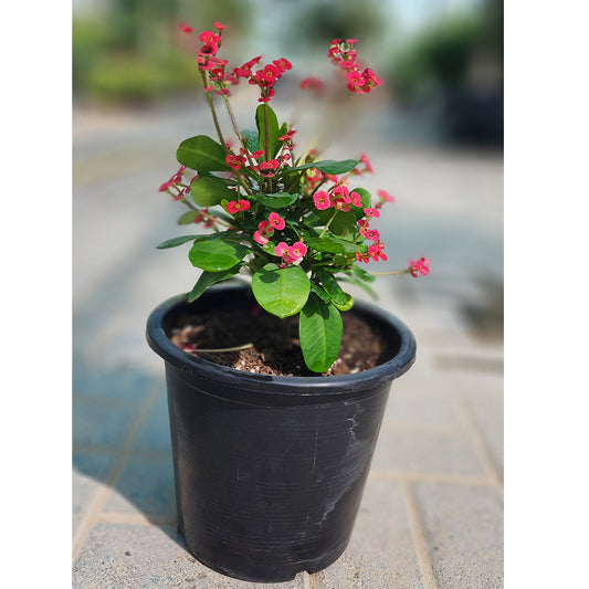 Euphorbia Flower Plant