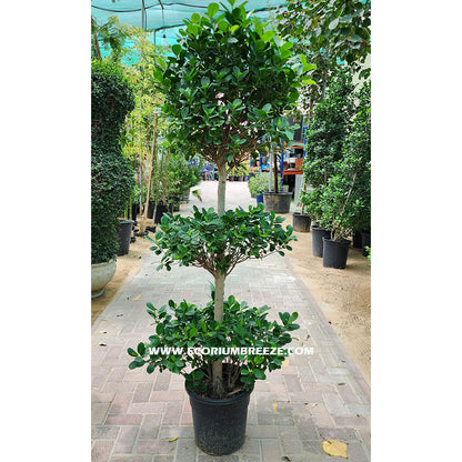 Ficus 3 Step Plant 130cm to 150cm