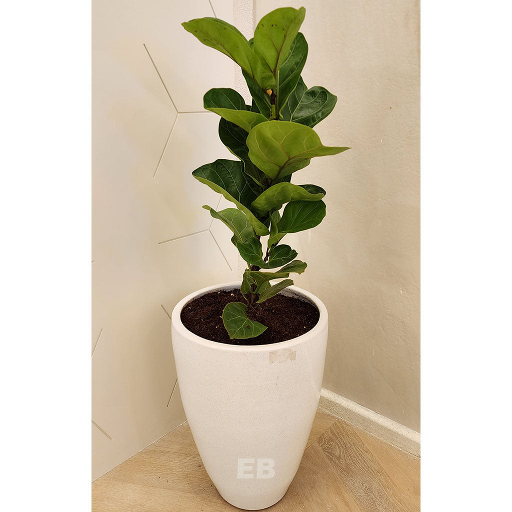 Ficus lyrata with ceramic pot 110cm