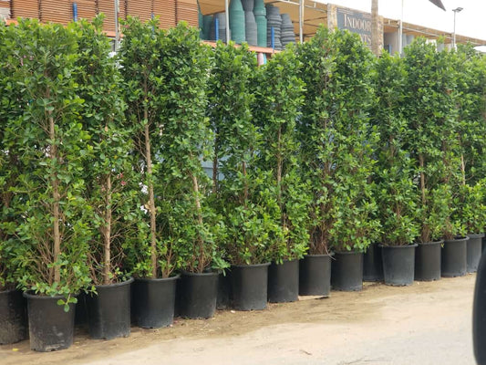 Ficus Cone Shape " best plant for privacy walls " 130cm