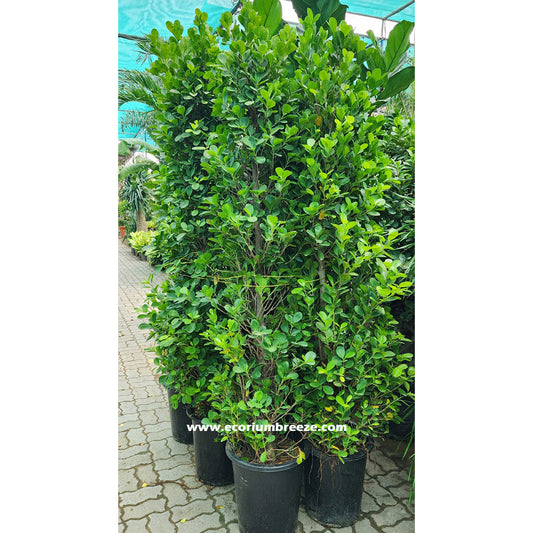 Ficus Cone Shape " best plant for privacy " 170cm - 180cm