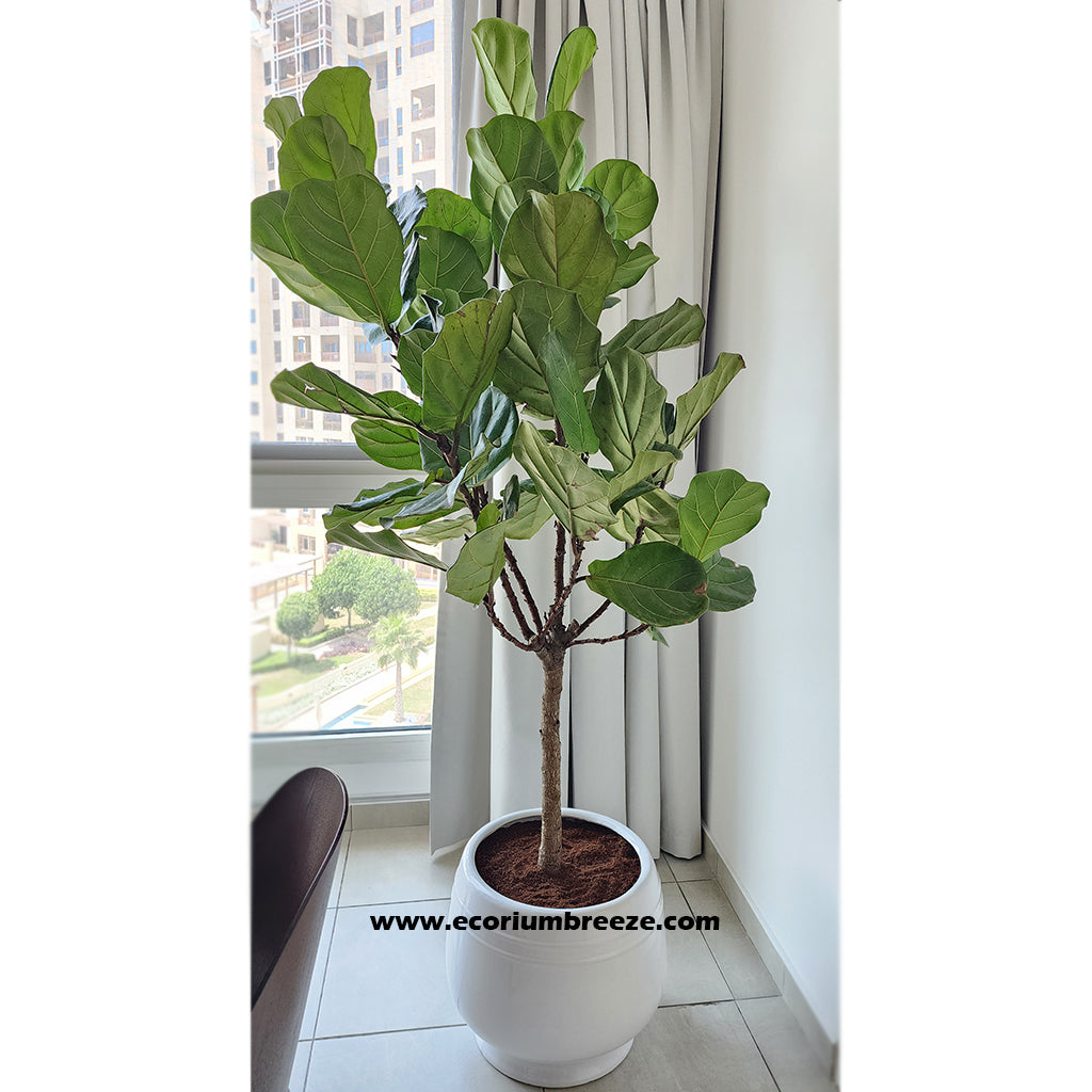 Ficus Lyrata " Fiddle Leaf Fig 220cm "