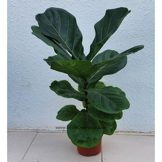 Ficus Lyrata | Fiddle Leaf Fig Plant 80cm - 100cm