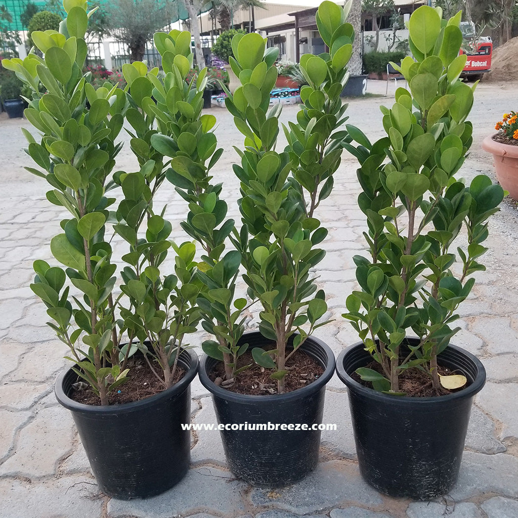 Ficus Panda 60cm - 70cm