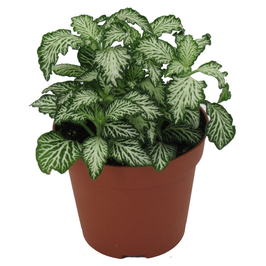 Fittonia Green Plant
