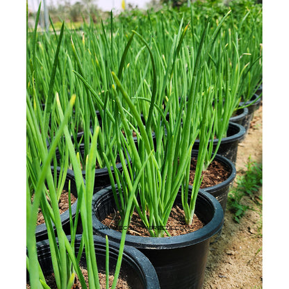 Spring Onion Plant | Green Onion Vegetable