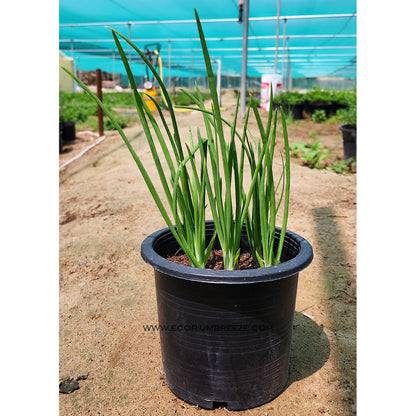 Spring Onion Plant | Green Onion Vegetable