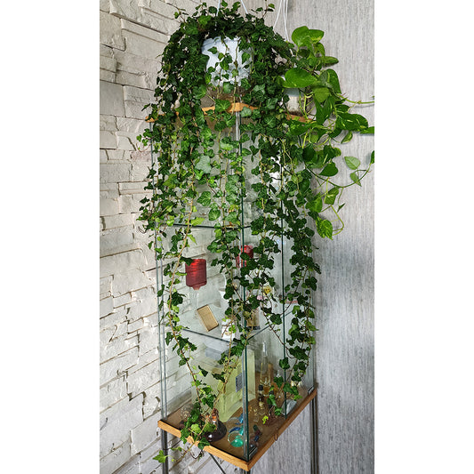 Hedera Helix / English IVY 100cm 